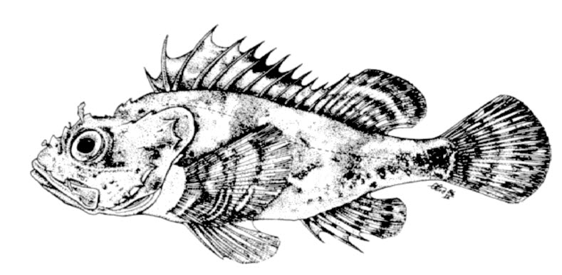 Scorpaena loppei_01.jpg